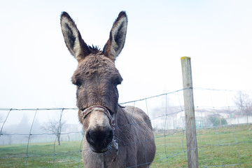 Fotobehang Ezel Schattige bruine ezel op boerderij  © mrstam