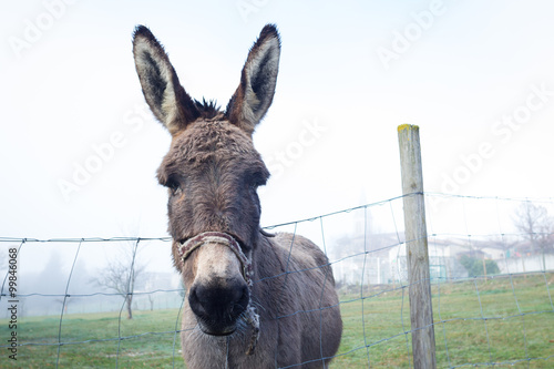 Cute brown donkey at farm