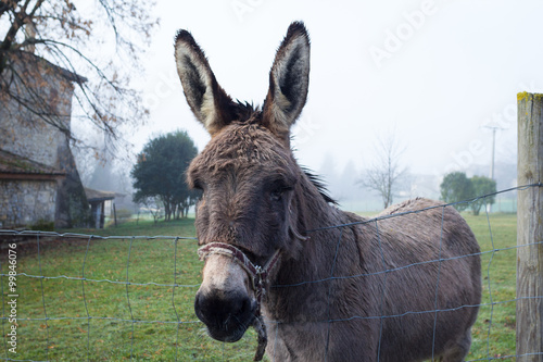 Cute brown donkey at farm © mrstam