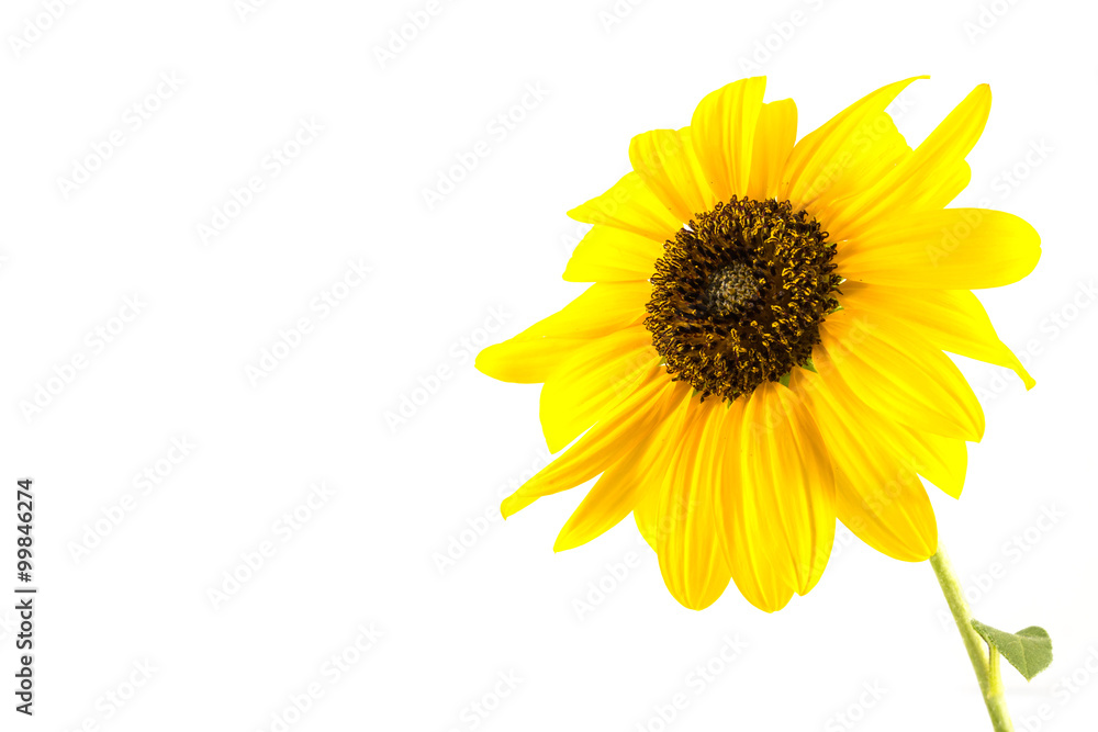Fototapeta premium Close-up Sunflower on white