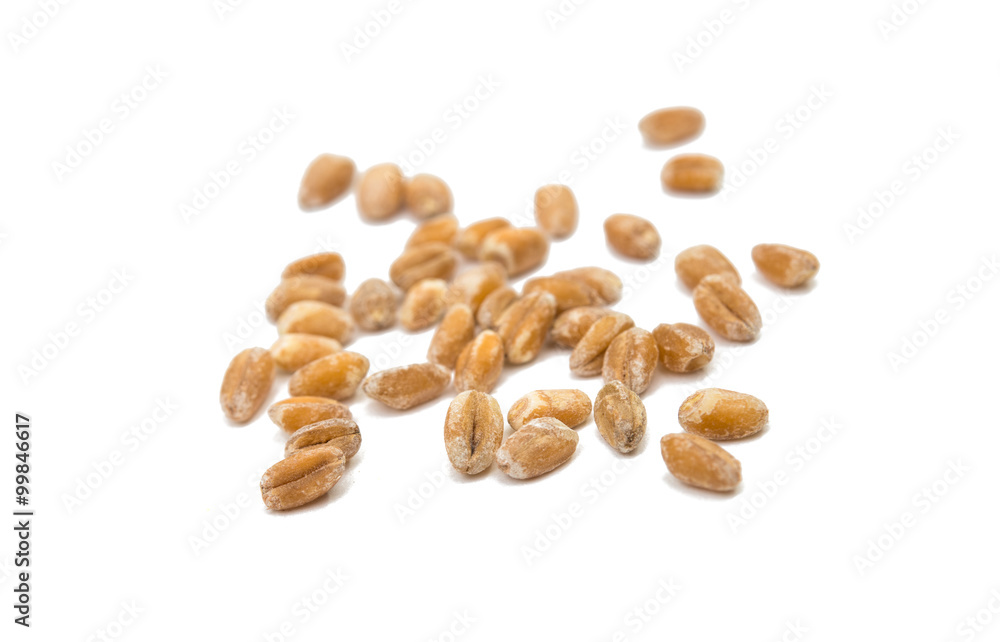 wheat grain wheat grain