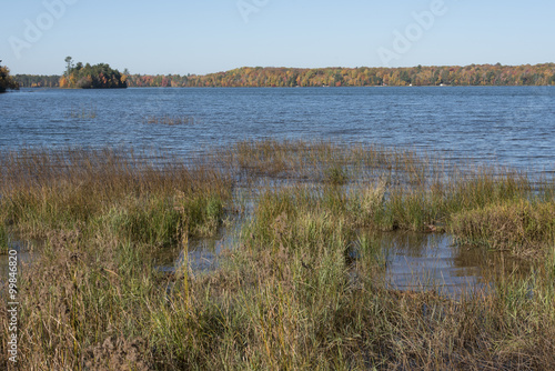 The emergent rushes along Franklin Lake in Northern Wisconsin are changing colors, same as the trees across the water.