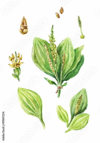 Colorful watercolor drawing of plantain isolated on white backgr
