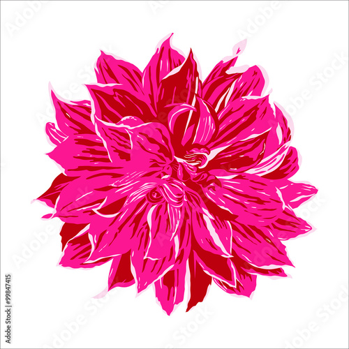 Fototapeta Naklejka Na Ścianę i Meble -  pink dahlia flower illustration, vector isolated on white backgr