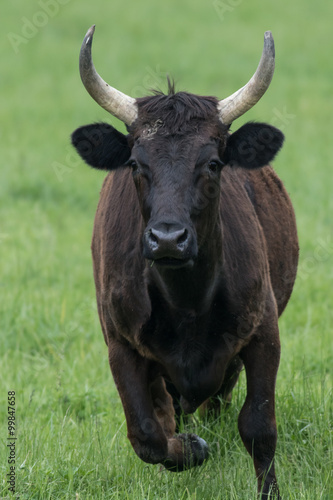 Camargue Cattle, France