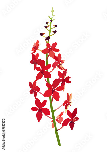 Fototapeta Naklejka Na Ścianę i Meble -  red orchid on white background, flower vector illustration