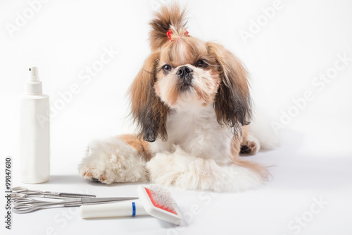 Beautiful groomed shih-tzu red puppy portrait - isolated on white