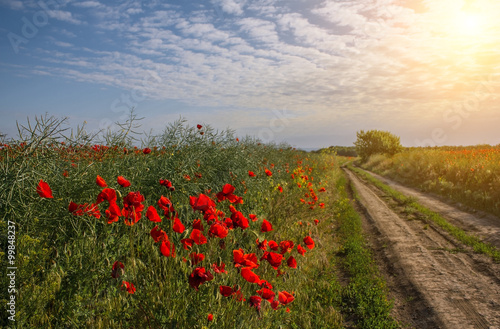 Fototapeta Naklejka Na Ścianę i Meble -  country road in a poppy field in bloom in late spring