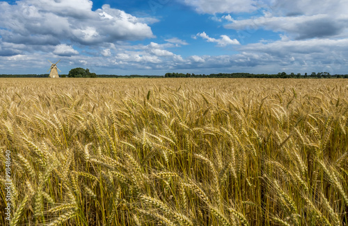 Countryside landscape with the field of ripening wheat, Europe