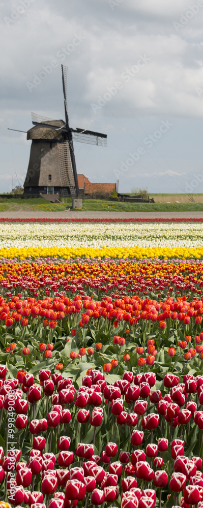 Tulip field with wind mill