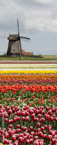 Tulip field with wind mill