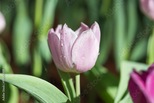 pink tulip