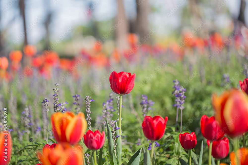 red tulip red tulip