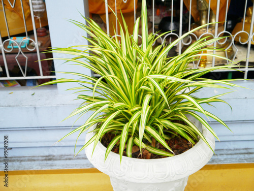 Variegatum green leaf .