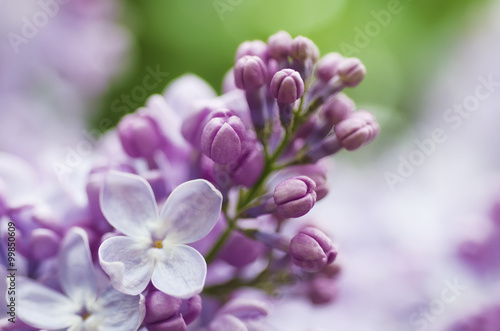 Macro image of spring lilac violet flowers, abstract soft floral background