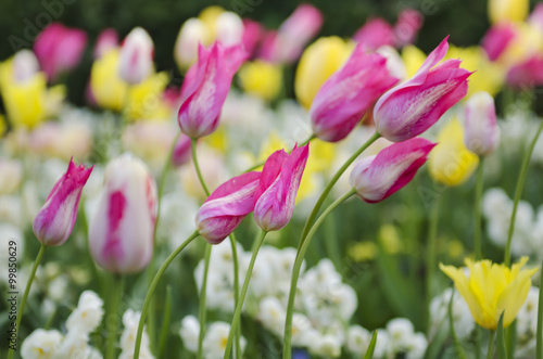 Spring meadow with violet pink  tulip flowers, floral seasonal background