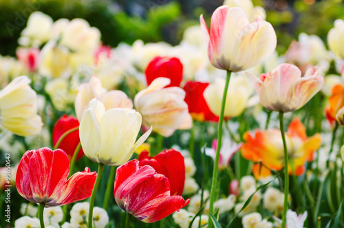 Spring meadow with red and white tulip flowers  floral seasonal background