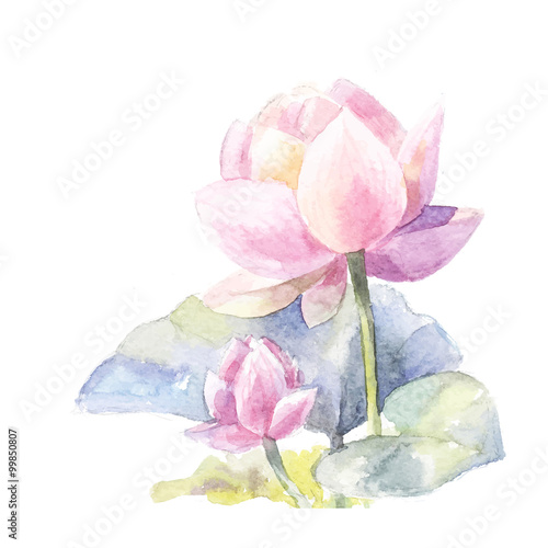 Watercolor pink lotus