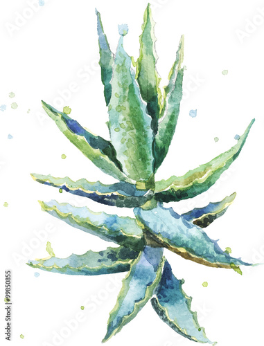 Aloe vera. Watercolor vector succulent aloe.