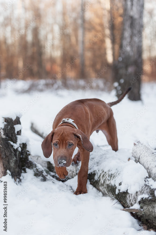 cute Rhodesian Ridgeback dog on winter background