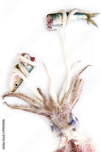 Fototapeta Naklejka Na Ścianę i Meble -  calamar depredador cazando una sardina aislado sobre un fondo blanco