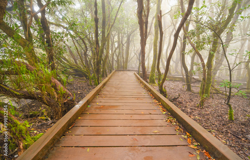 Foggy laurisilva forest in Anaga mountains  Tenerife  Canary island  Spain.