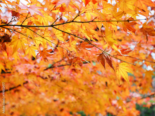 Yellow autumn leaves branch in Japan