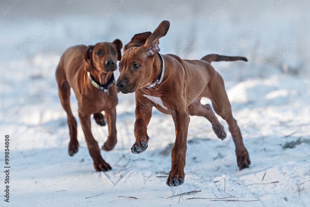 Ridgebacks on the snow