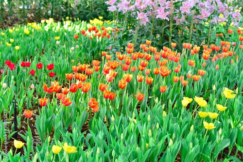 Fototapeta Naklejka Na Ścianę i Meble -  Fresh colorful tulips in warm sunlight
