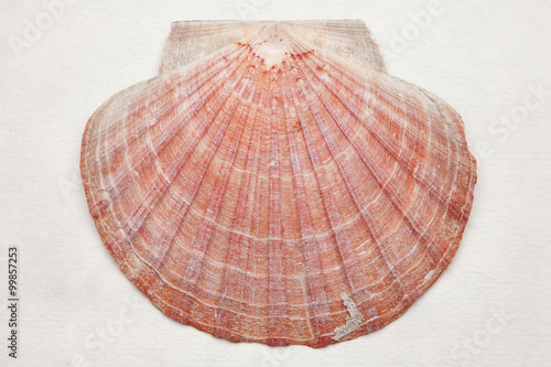 scallop shell background
