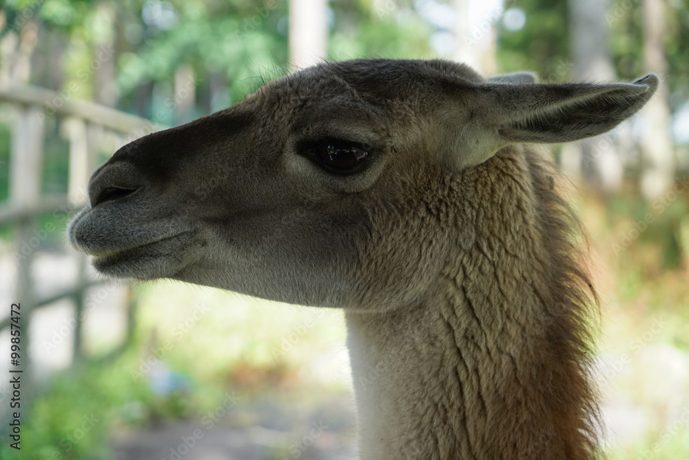 Obraz premium Smiling Lama