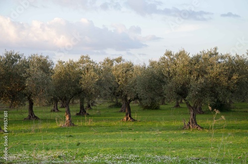 Εκτύπωση καμβά centenarian olive tree in a wood