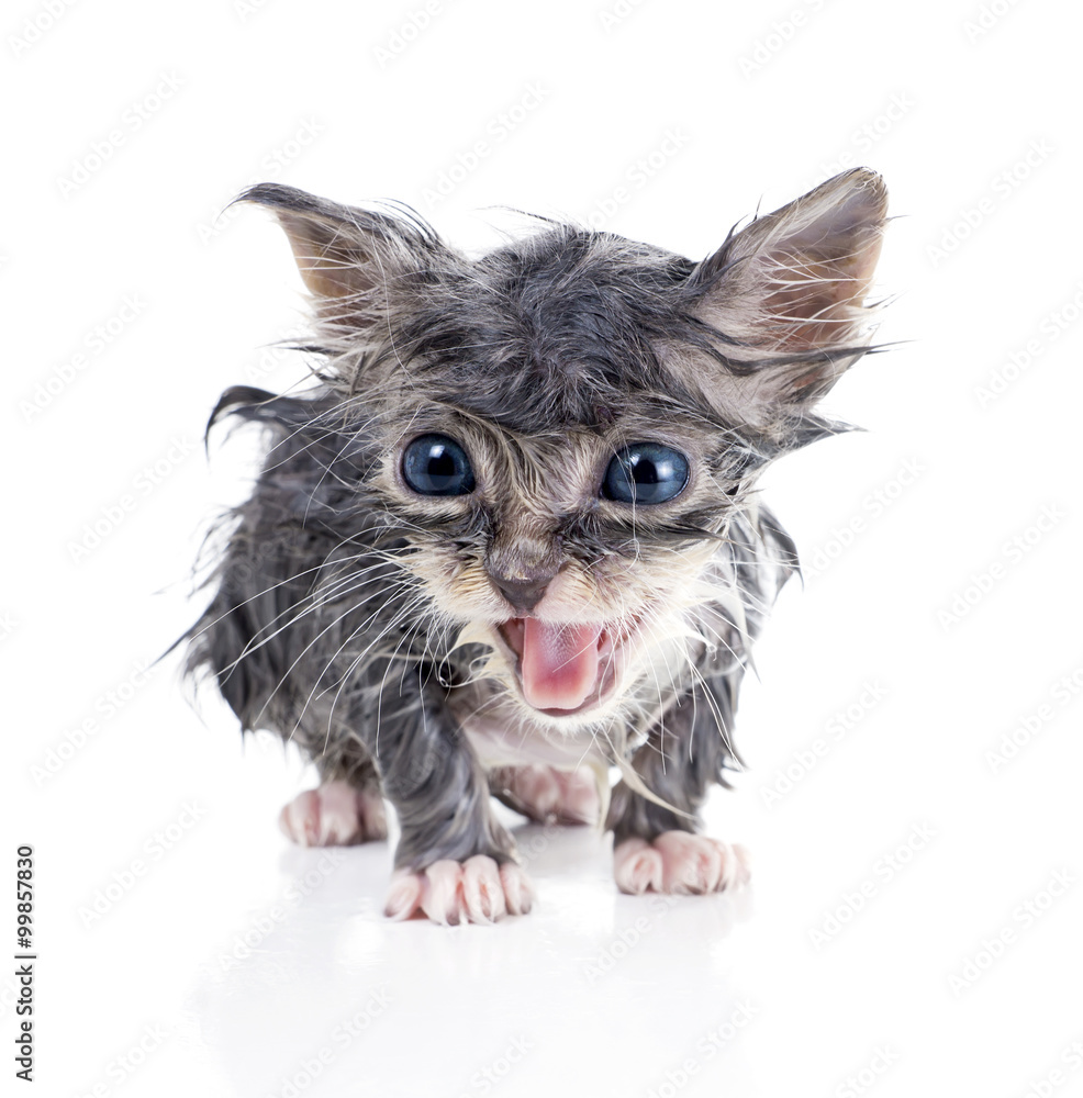 Naklejka premium Wet gray kitten meows