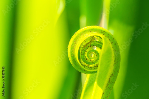 Natural green background