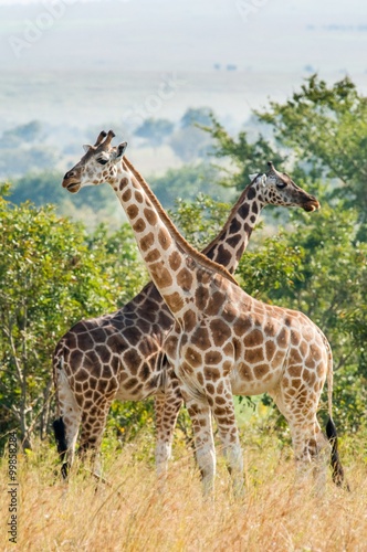 Two giraffes. Africa. Kenya. © Uryadnikov Sergey