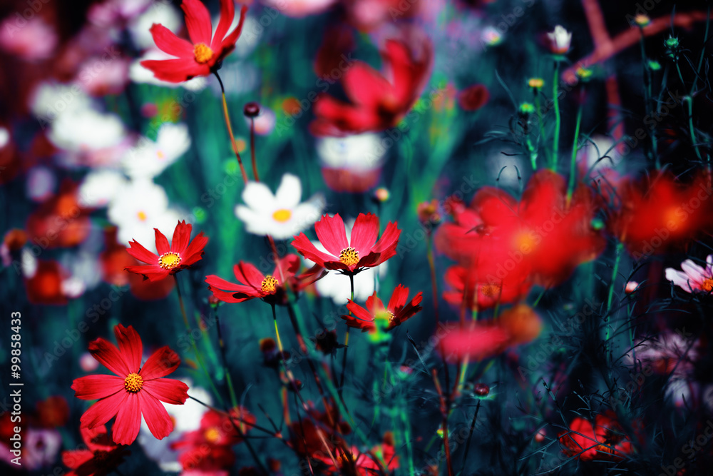 Cosmos Cosmos