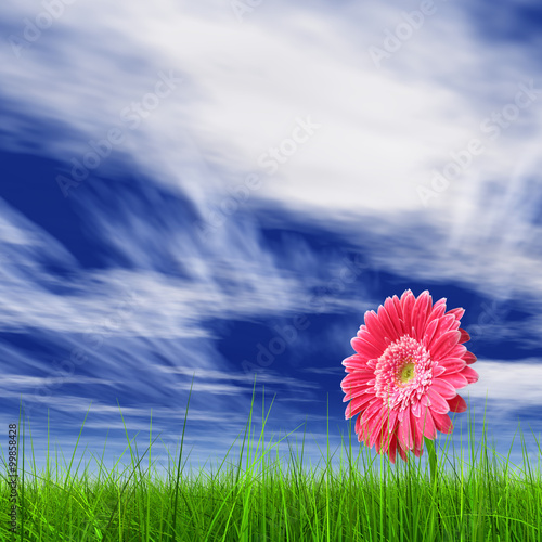 Conceptual pink flower in green grass