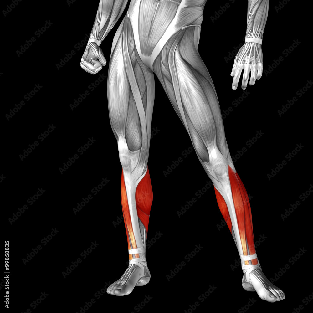 Conceptual 3D human front lower leg muscle anatomy Conceptual 3D human front lower leg muscle anatomy