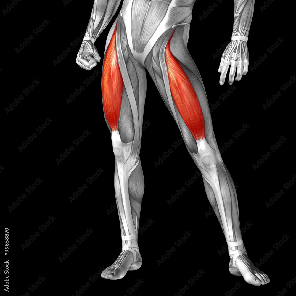 Conceptual 3D human front upper leg muscle anatomy Conceptual 3D human front upper leg muscle anatomy