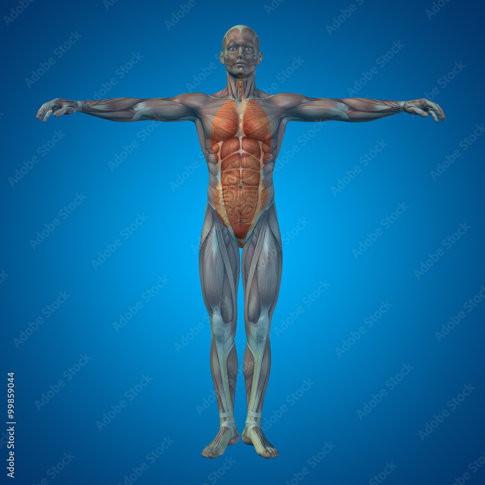 Conceptual 3D man, internal organs, digestive, lungs, circulatory system