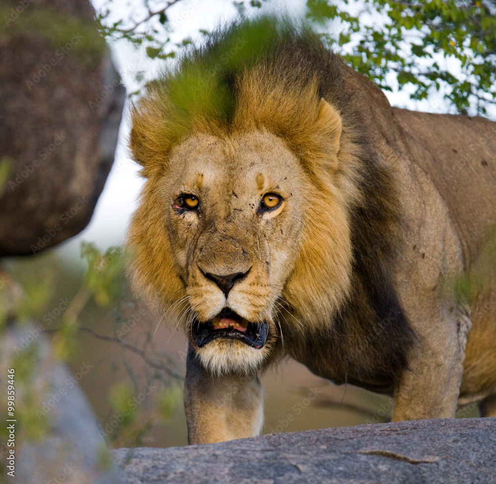 Big male lion with gorgeous mane on a big rock. National Park. Kenya. Tanzania. Masai Mara. Serengeti. An excellent illustration. Big male lion with gorgeous mane on a big rock. National Park. Kenya. Tanzania. Masai Mara. Serengeti. An excellent illustration.