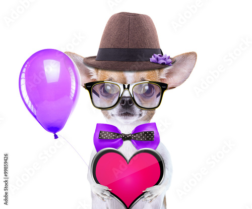 Smart beautiful dog with icon heart. Funny animals. Fashionable dog dressed in beautiful clothes. Valentine s day holiday