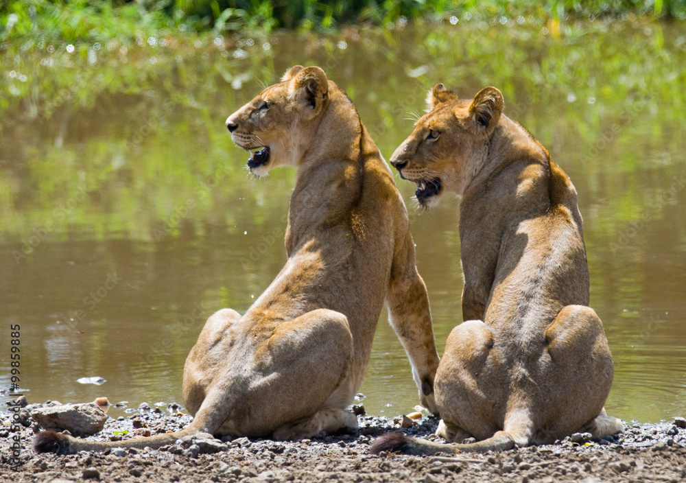 Obraz premium Two young lion near the water. National Park. Kenya. Tanzania. Masai Mara. Serengeti. An excellent illustration.