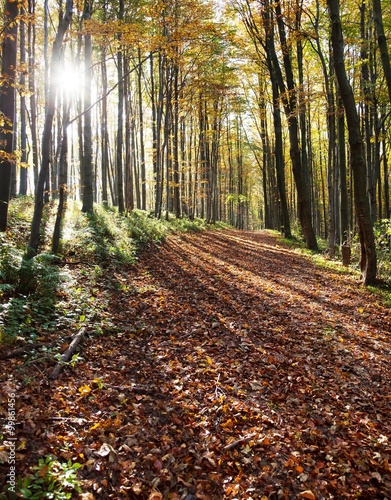 view from autumnal hardwood forest - european beechs photo