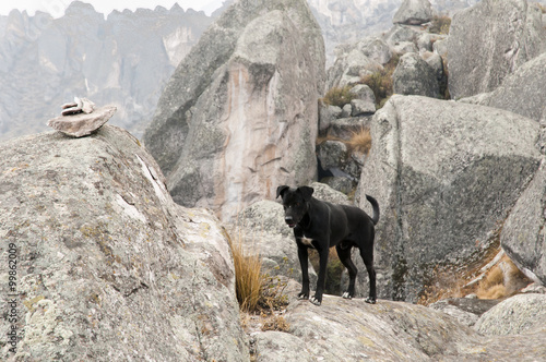 Dog at Marcahuasi Stone Forest - Peru photo