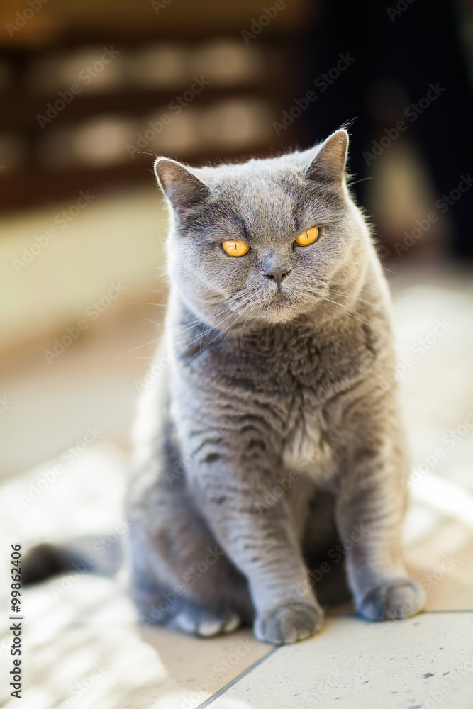 unpleased british gray cat