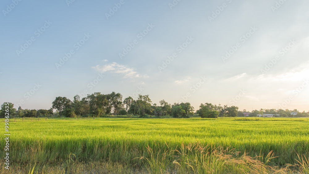 Beautiful Paddy rice farm in the morning 