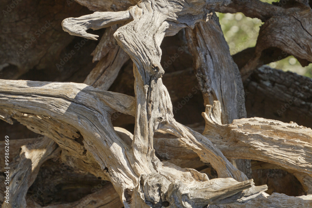 Driftwood Sea Art Driftwood Sea Art
