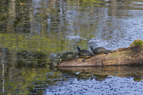 Four Turtles On a Half Submerged Log