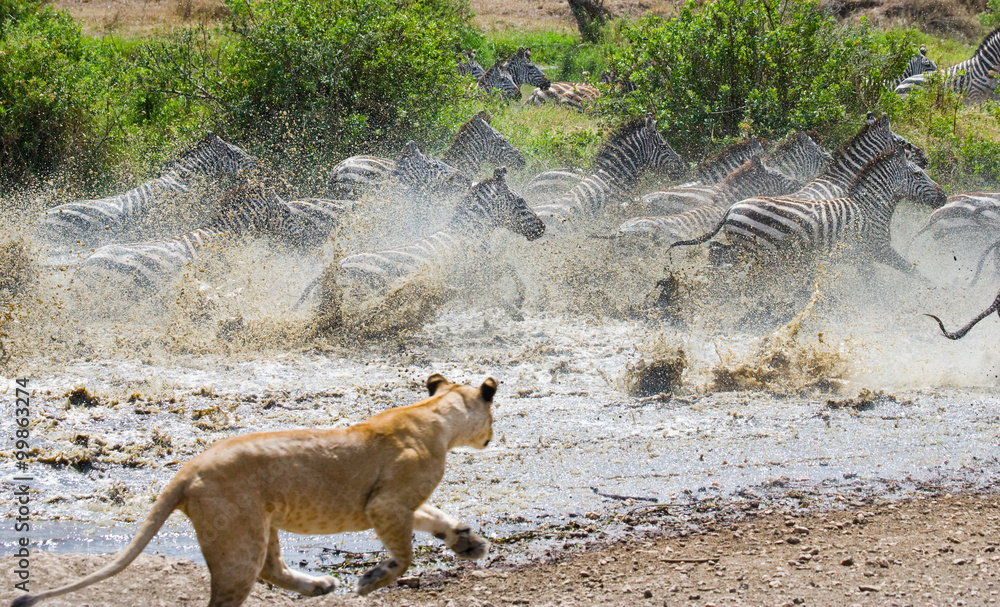 Naklejka premium Lioness attack on a zebra. National Park. Kenya. Tanzania. Masai Mara. Serengeti. An excellent illustration.